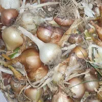 پیاز محلی اصلی کیلو ۲۰