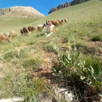 سگی