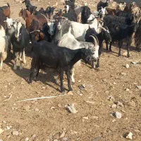 بز چاق کشتاری