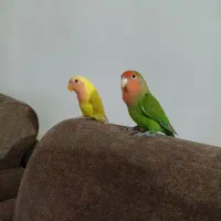 طوطی|پرنده|رشت, معلم|دیوار