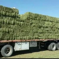 فروشنده کاه و یونجه