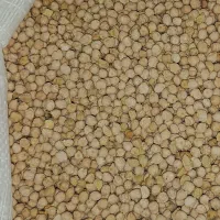 فروش نخود محلی