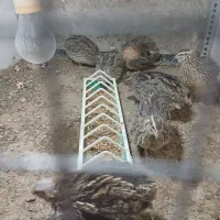 بلدرچین