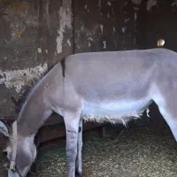 الاغ گله ای