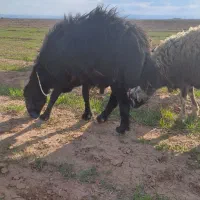 قوچ قره قزل