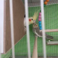 عروس هلندی جفت آماده