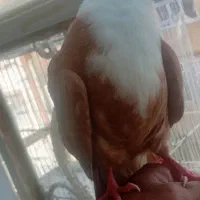 کفتر کلاغ کربلایی کاکلی ساده خال طوقی سینه سبز