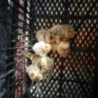 جوجه بوقلمون جنس بوربون