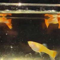 گوپی رد مولد