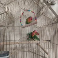 طوطی کوتوله برزیلی