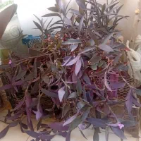 گل خانگی