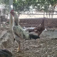 مرغ و خروس لاری اصیل