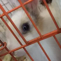 خرگوش  چشم آبی سفید