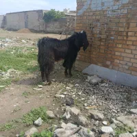 کهره نر