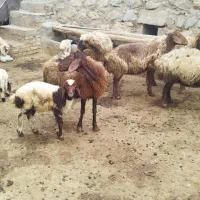میش و بره