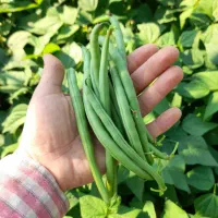 لوبیا سبز تازه و بی دانه