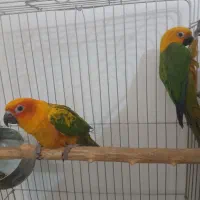 جفت طوطی خورشیدی مولد سالنی کارداده به شرط