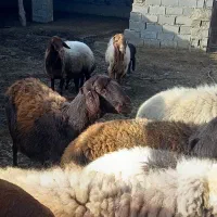 گوسفند