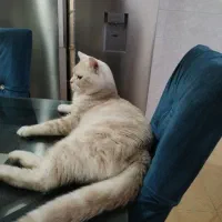 گربه