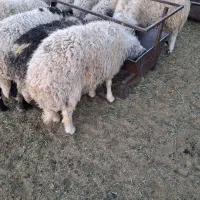 بره محلی چاق سربنان