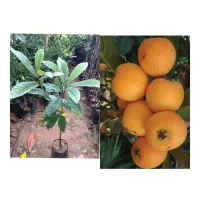 فروش نهال ازگیل