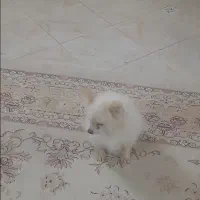 سگ پامر