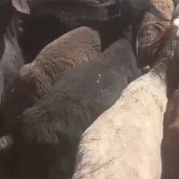 میش بره بز قربانی محرم فقط کیلویی ۵۵۰