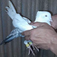 کفتر دم کوهی