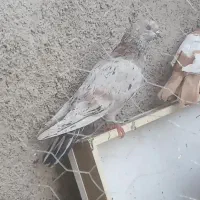 کفتر سرور تهرانی