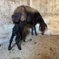 میش افشاروغزل افشار
