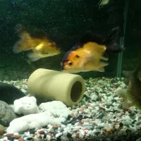 ماهی گلدفیش