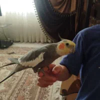 عروس هلندی نر سخن گو