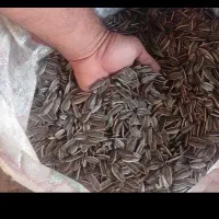 تخمه افتاب گردان شورکاری شده با قیمت مناسب