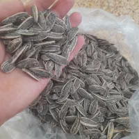 تخمه|خوردنی و آشامیدنی|ایلام, |دیوار