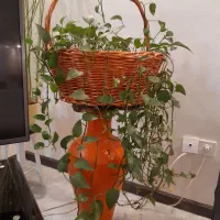 فروش تعدادی گل