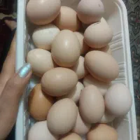 تخم مرغ محلی نطفه دار