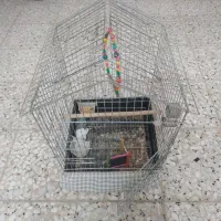 قفس طوطی عروس هلندی