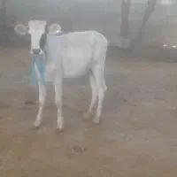 گوساله ماده دورگ