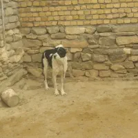 سگ گوسفندی