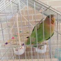 کوتوله برزیلی