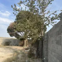 باغ و باغچه/290متر/مسیر سر راست و آباد