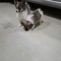 پامر -شیتزو