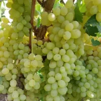 انگور عسگری رسیده و شیرین