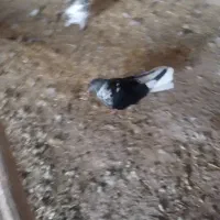 کبوترها