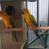 پتکده ،عروس،ملنگو و ملزومات طوطی،سگ،گربه در مهرگان