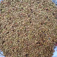 عدس|خوردنی و آشامیدنی|ایوان, |دیوار