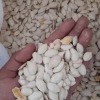 کدو آجیلی باراک