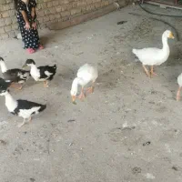 غازوقوغاز واردک