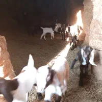 روغن زرد درجه یک گوسفندی