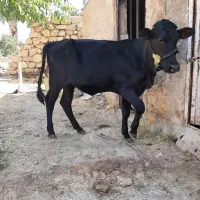 فروش گوساله ی ماده ده ماهه